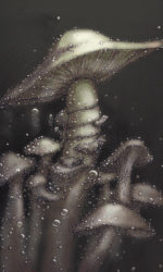 Illustration by A. Kleinsteuber