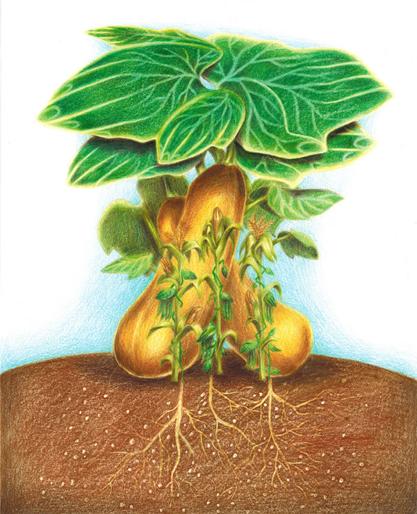Illustration by Donna Kim